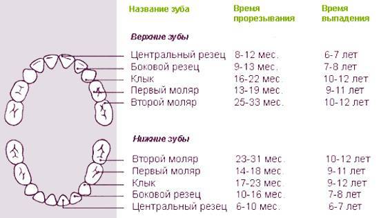Как по зубам определить возраст собаки