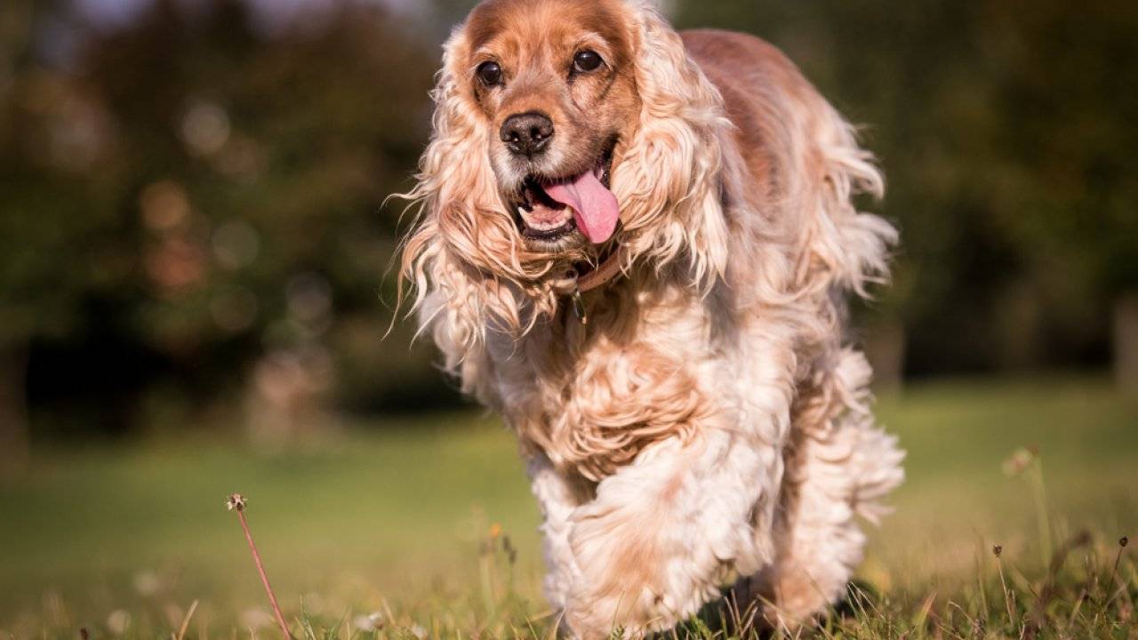 Английский кокер-спаниель: описание породы собак с фото и видео