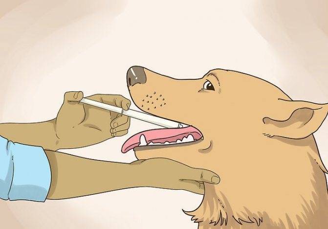 Дегельминтизация собак: как глистогонить собаку, за сколько дней до прививки
