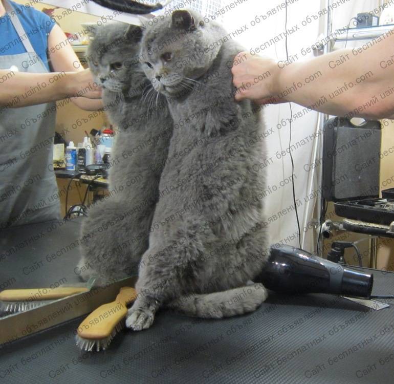 Груминг кошек — пошаговая инструкция по стрижке кота в домашних условиях