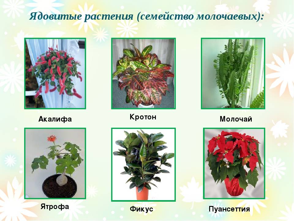 Более 10 безопасных растений для кошек — сайт эксперта по животным