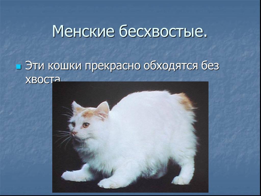Зачем животным нужен хвост? предназначение хвоста