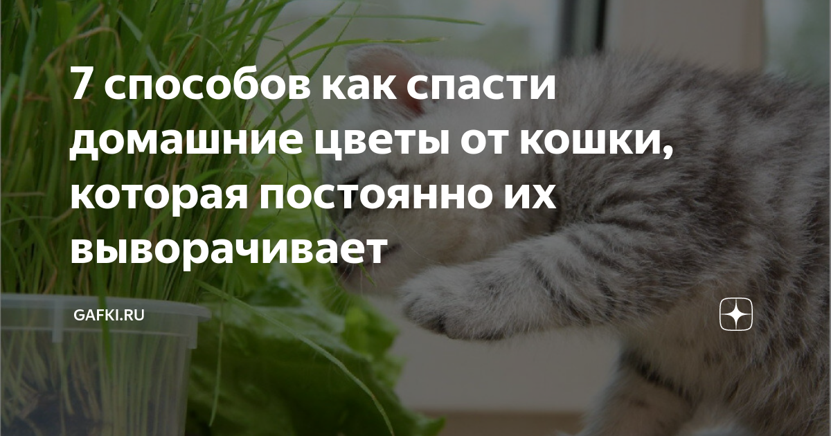 Как защитить цветы от кота - инженер пто