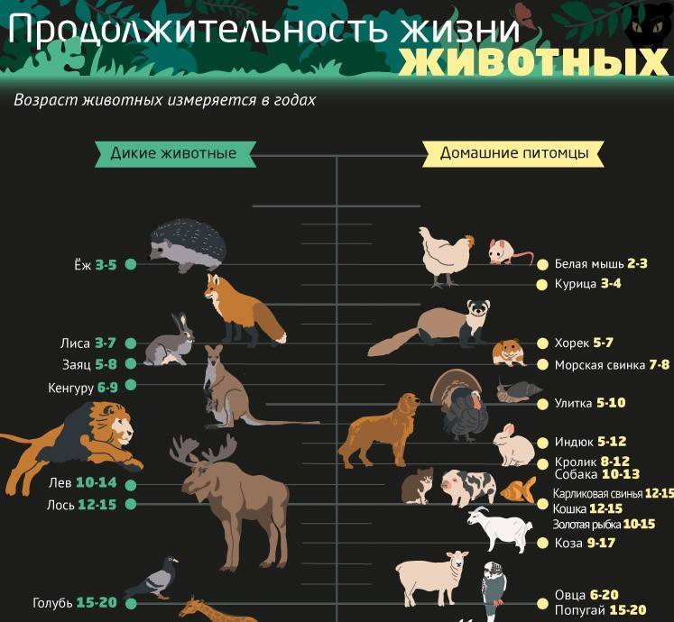 Таблица продолжительности жизни животных: статистика и средний возраст