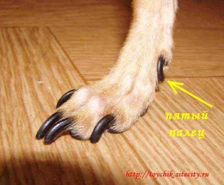 ᐉ сколько пальцев у собаки на задних лапах? - zoomanji.ru