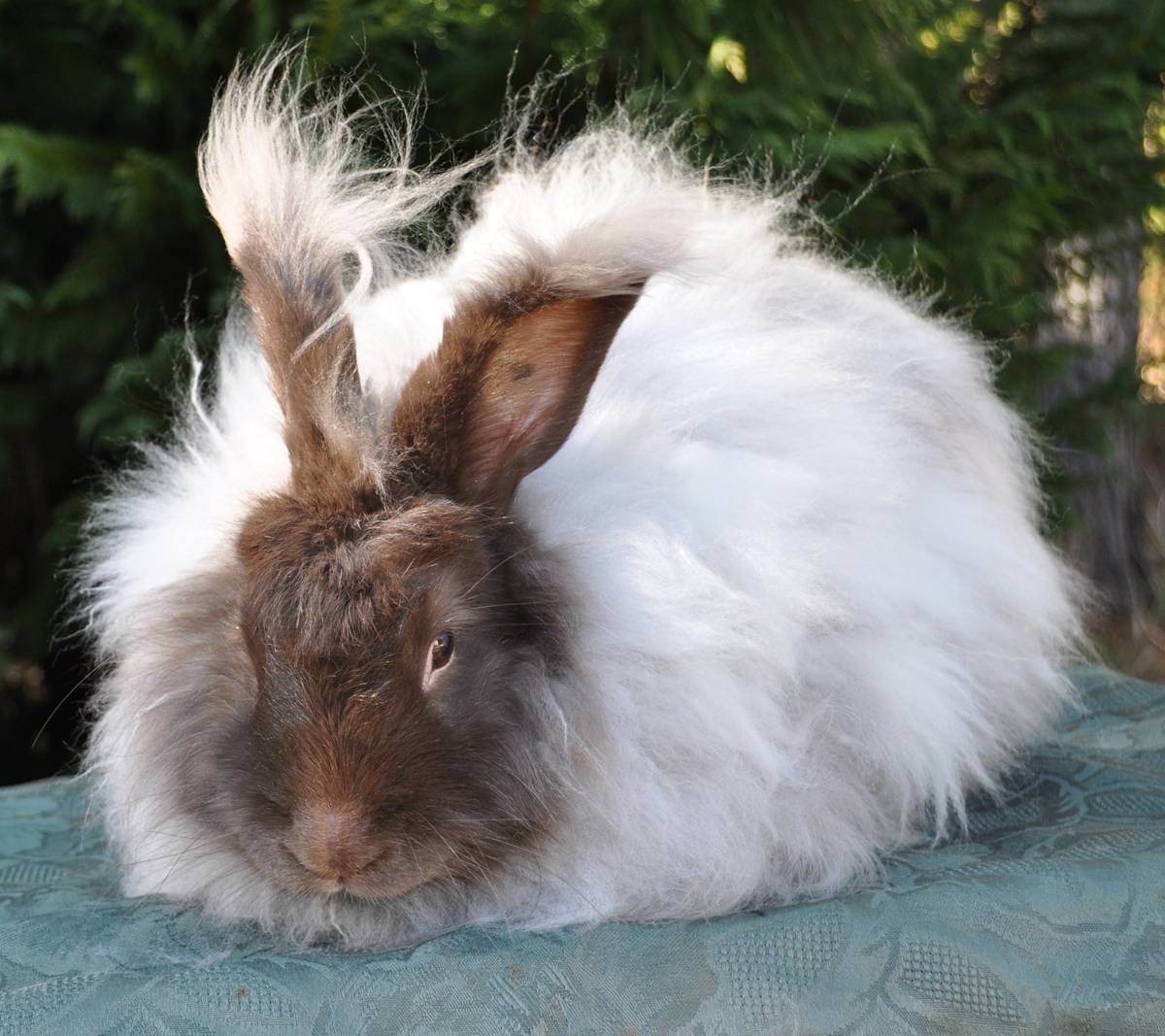 Породы кроликов: 50 видов и описания лучших, как выбрать для разведения