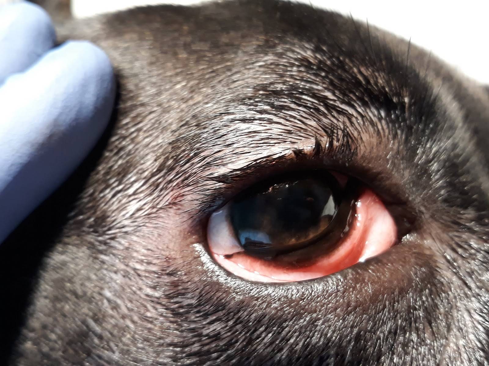 У собаки красные глаза: почему и что делать