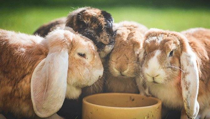 Можно ли кроликам горох: как давать его стручки, бобы и ботву от него?