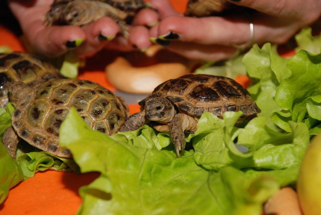 Как ухаживать за черепахой — содержание дома и питание, где правильно поставить домик