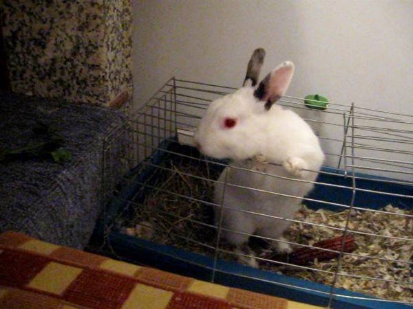 Продолжительность жизни декоративных кроликов в домашних условиях