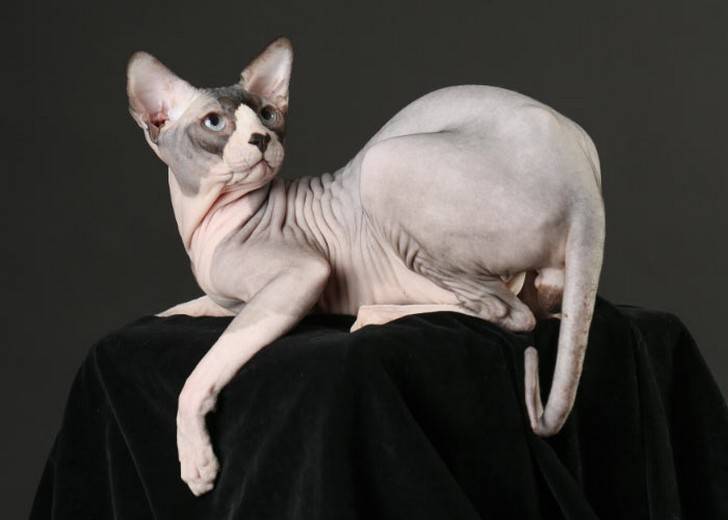 Кошки, которые не линяют