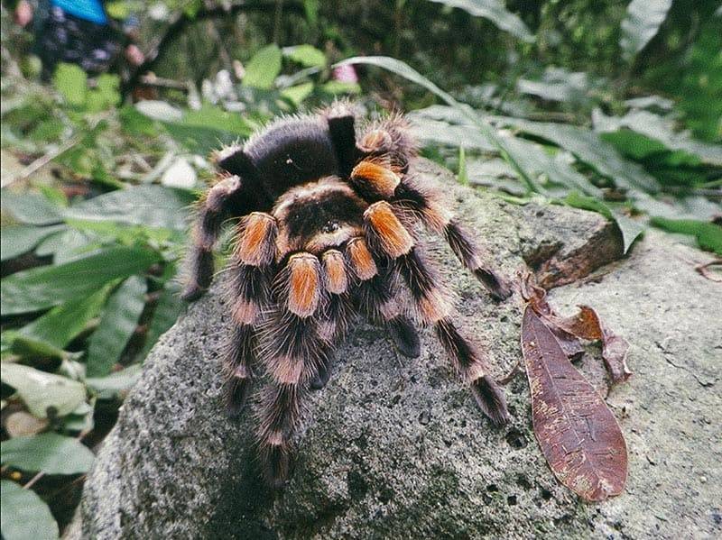 Апулийский тарантул: как выглядит, где обитает, опасен ли для человека