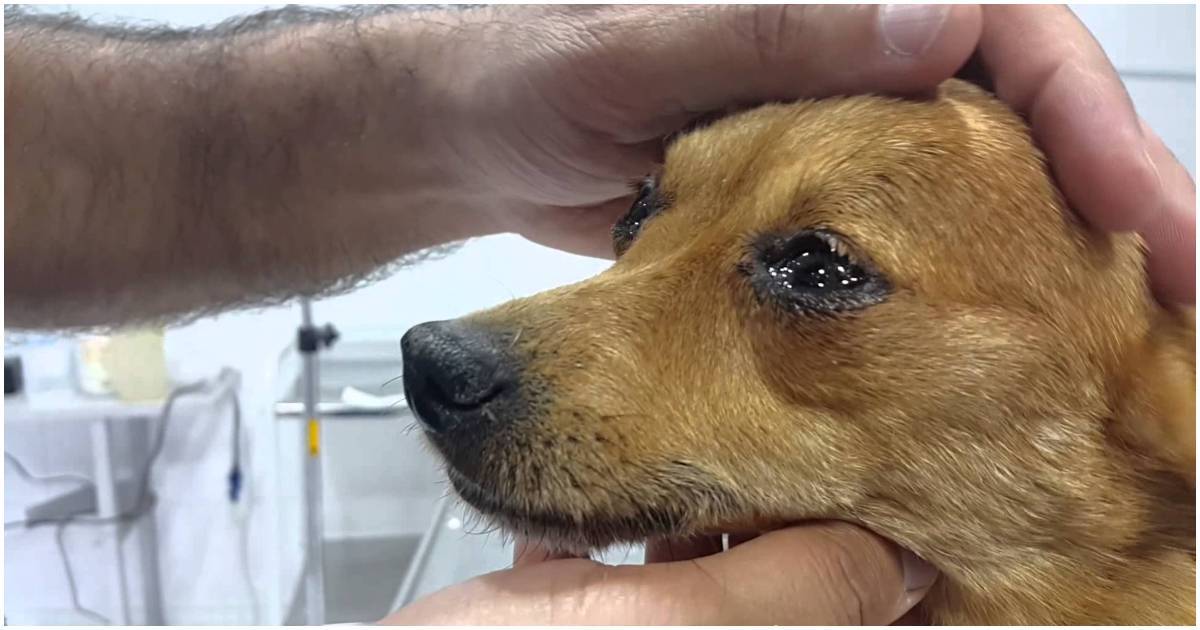 Умеют ли собаки плакать слезами, как люди – и в чем может быть причина слез?