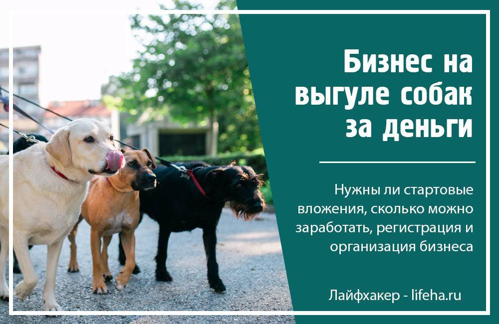 Объявление о выгуле собак образец