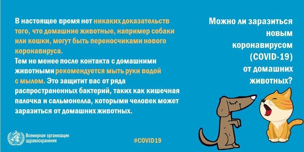 Четыре опасные болезни собак и кошек, передающиеся человеку