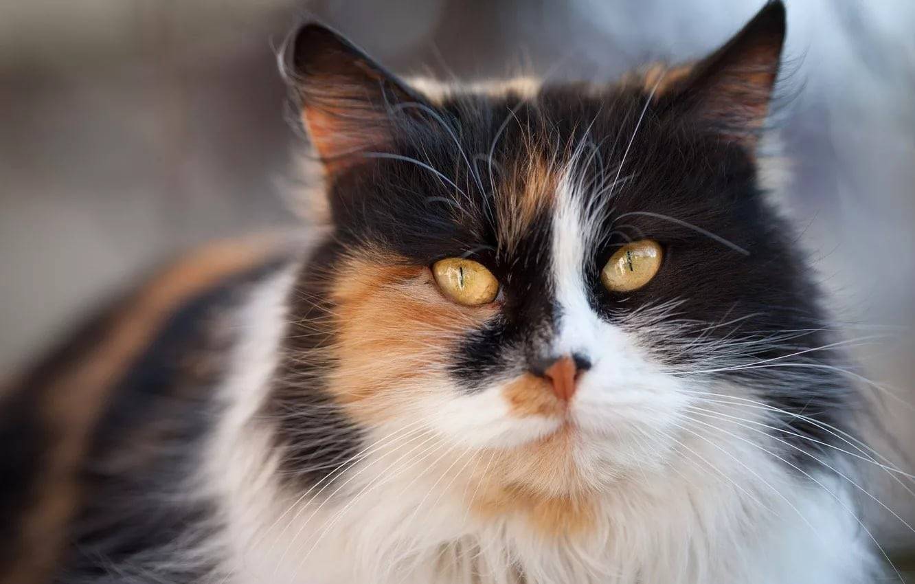 Бывают ли трёхцветные коты или только кошки?