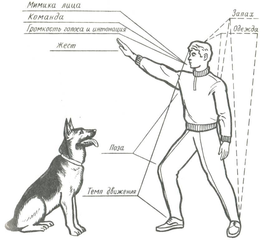 Как научить собаку командам: применение и техника отработки | сайт о маленьких собачках и не только