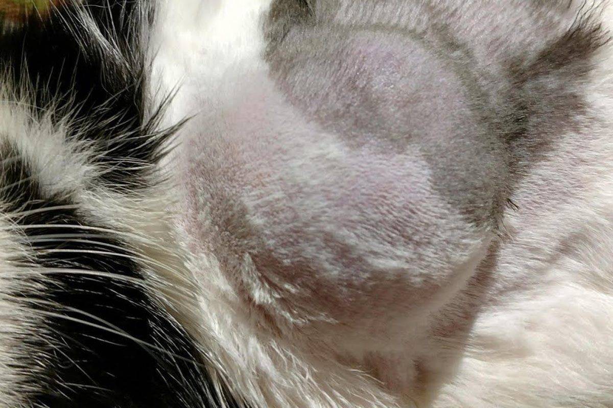 Опухоль молочной железы у кошки, фото