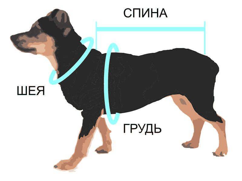 Как выбрать размер ошейника для собаки