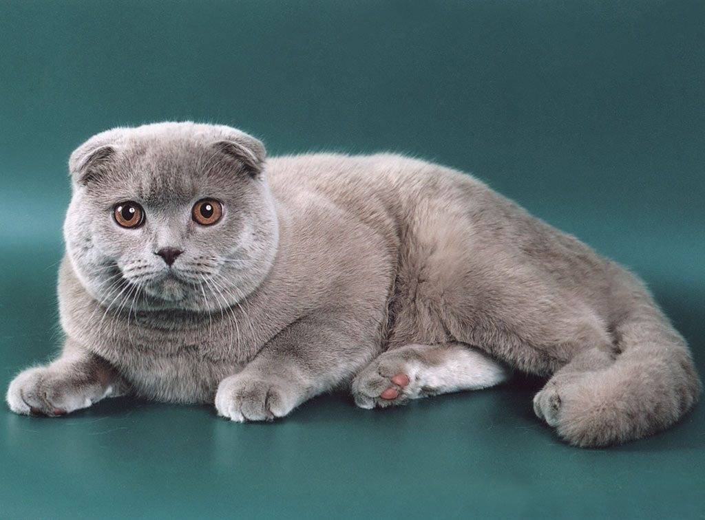 Вислоухий британец: описание и фото непризнанной породы кота, характер кошки и выбор британского котёнка, уход за питомцем и его содержание