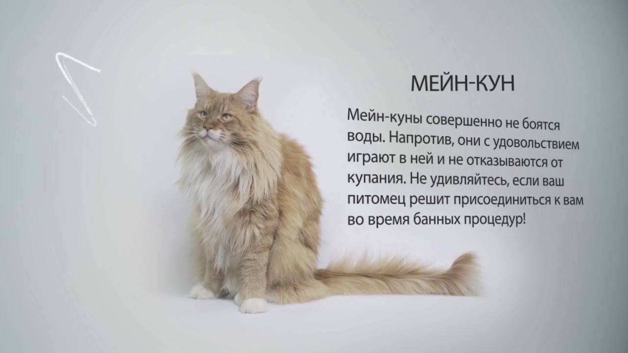 Мэнкс (мэнская бесхвостая кошка): история, внешность, характер и здоровье