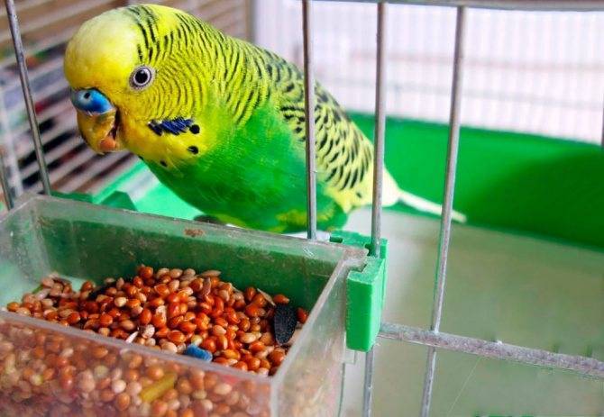 Сколько живут волнистые попугаи в клетке в домашних условиях