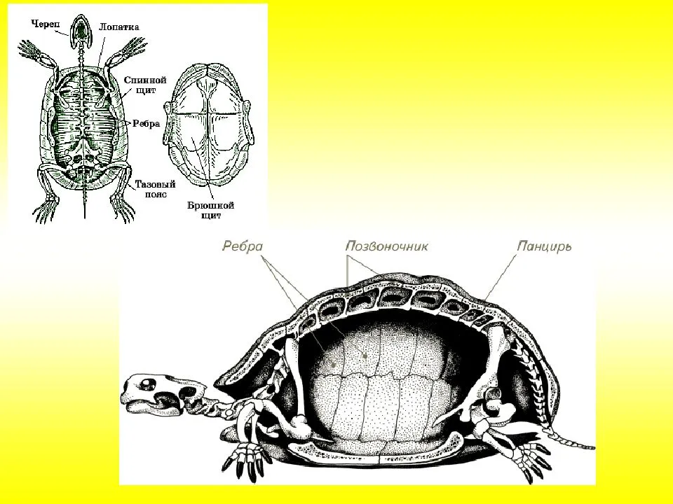 Анатомия черепахи фото