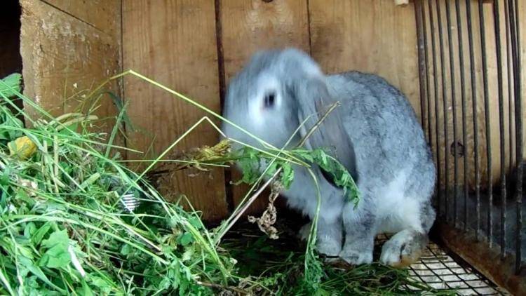 Заготовка и выбор сена для кроликов