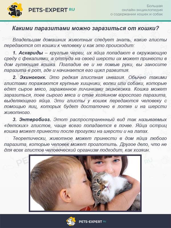 Передаются ли глисты от животных к человеку | апиценна