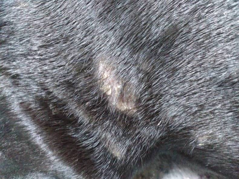 Аллергический блошиный дерматит у собак