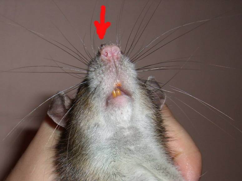 Какие болезни переносят крысы