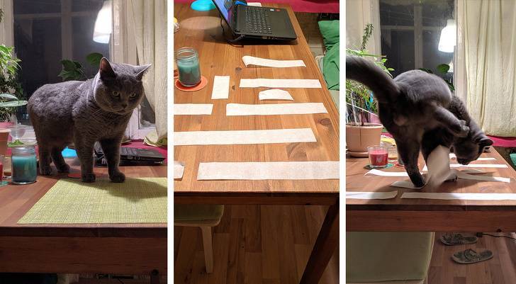 Как отучить кота лазить на стол и подоконник