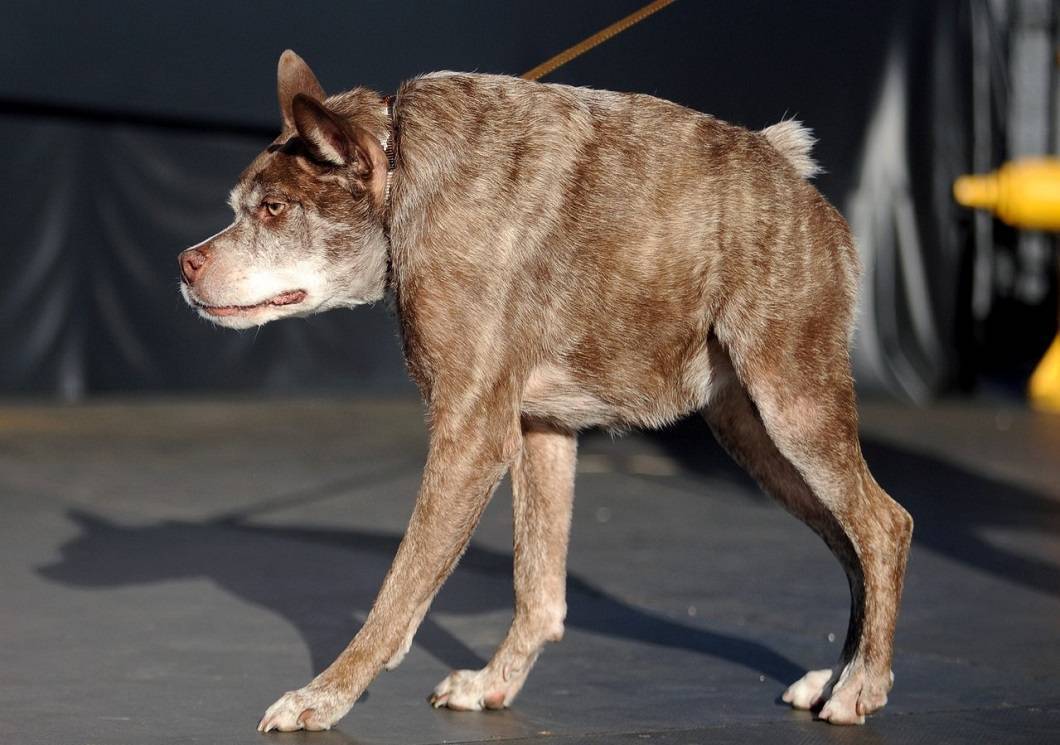 Топ 20 самых опасных пород собак в мире | рейтинг кинологов