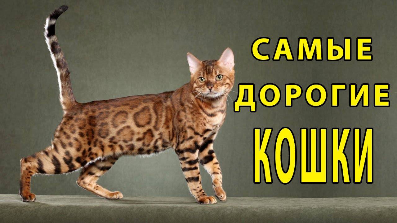 Топ-25 самых дорогих кошек в мире – общеизвестные породы, гибриды и одомашненные дикие кошки