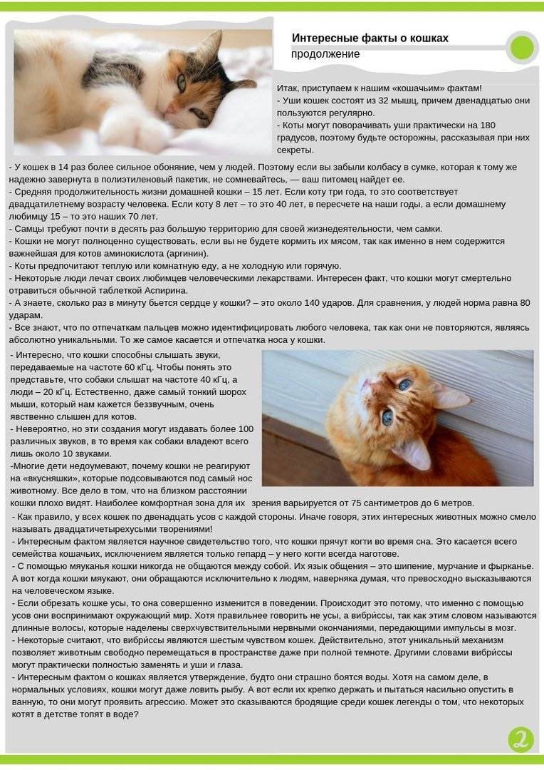 Признаки пищевого отравления у кошек: симптомы, первая помощь и лечение