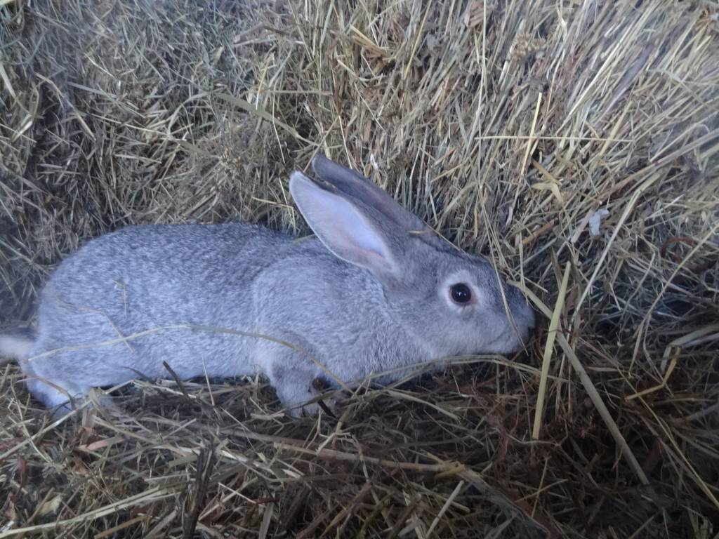 Советский кролик шиншилла: описание и разведение породы