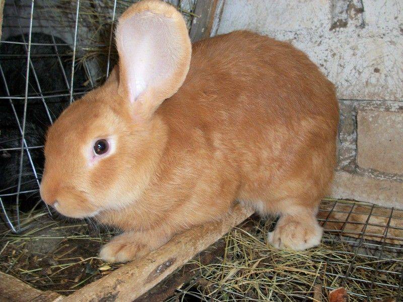 Бургундские кролики — описание породы, характеристика, особенности содержания и разведения