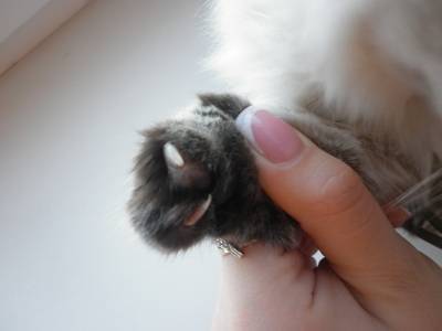Сколько пальцев у кошек и котов: нормальные показатели, аномалии развития и их причины, интересные факты о полидактах
