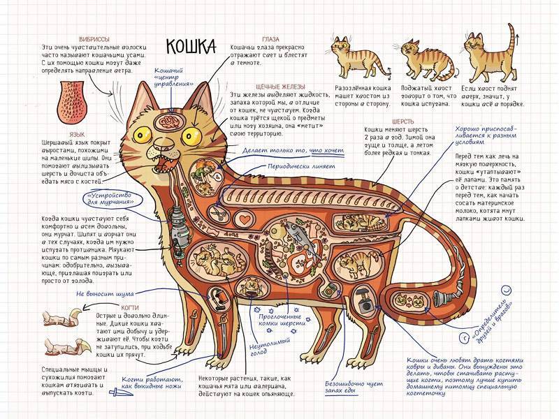 Строение внутренних органов кошки - kotiko.ru