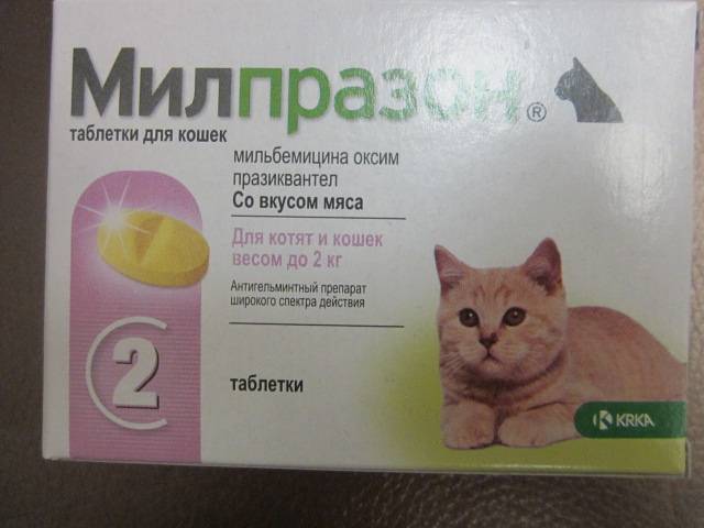 Обезболивающее для кошек в домашних условиях, лучшие ветеринарные средства, советы по применению