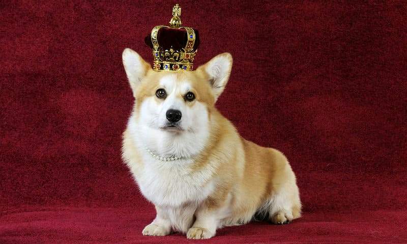 Английские породы собак: полный обзор с фотографиями и названиями. любимая собака английской королевы: порода