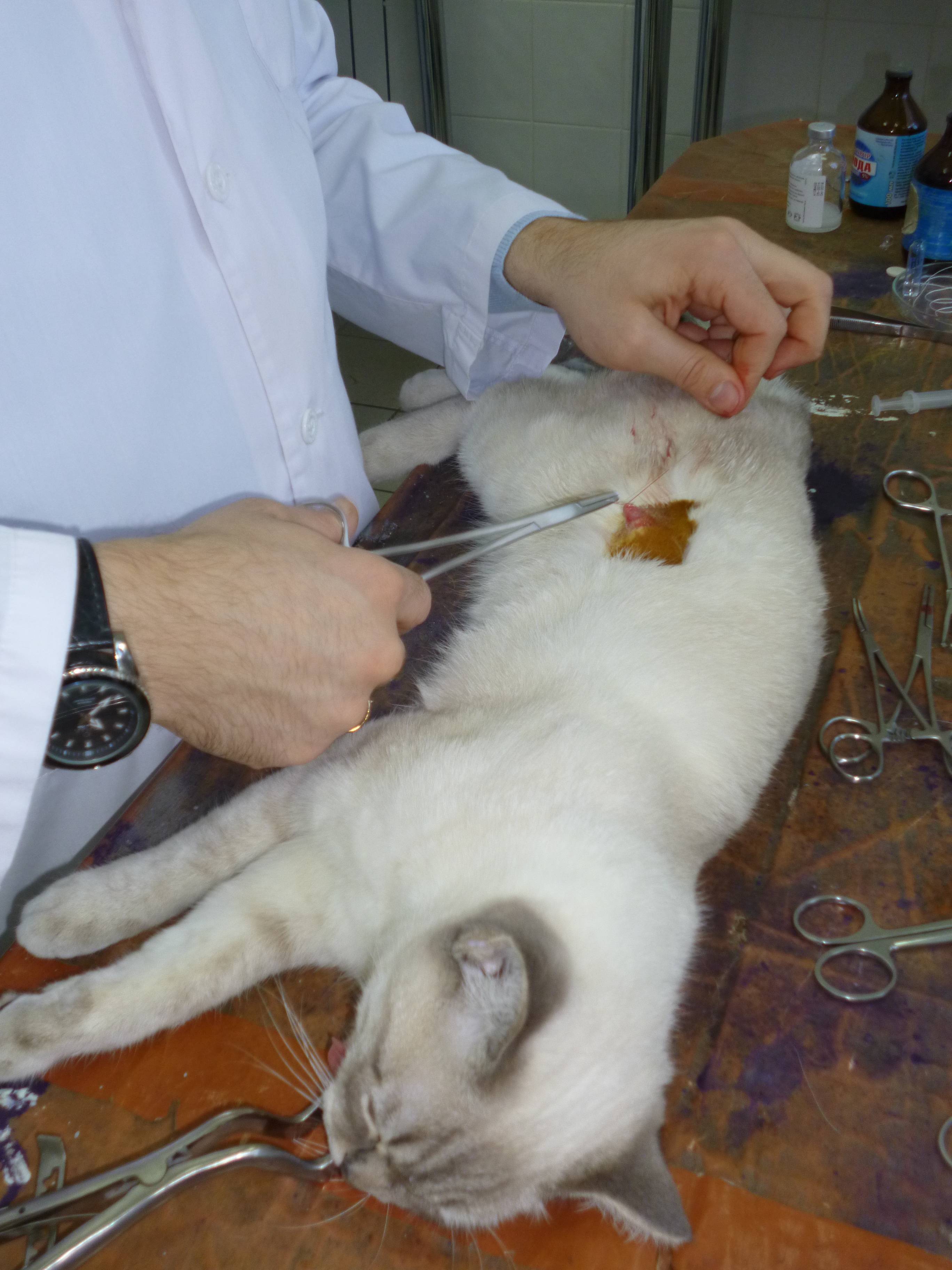 Сколько стоит стерилизация кошки - цены на процедуру в разных городах