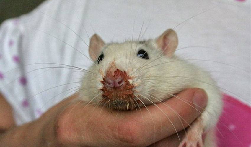 Порфирин у крыс (кровь из носа и глаз): симптомы и лечение - люблю хомяков