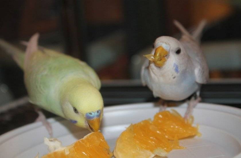 Можно ли попугаям арбуз: волнистым, неразлучникам, крупным породам, как правильно давать и в каком количестве