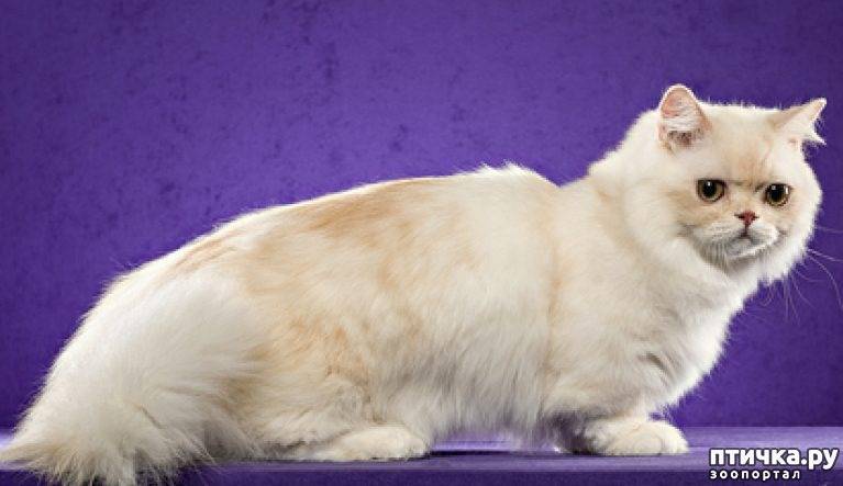 Порода кошек наполеон, или менуэт: фото, описание стандартов, окрасы, характер