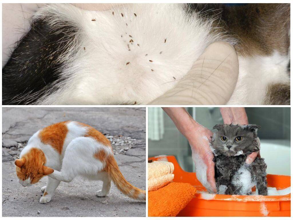 Паразиты у кошек: симптомы, средство от паразитов, обработка кошки