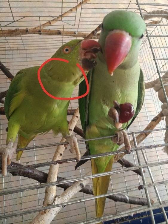 Уход и содержание ожереловых попугаев в домашних условиях. обучение и размножение