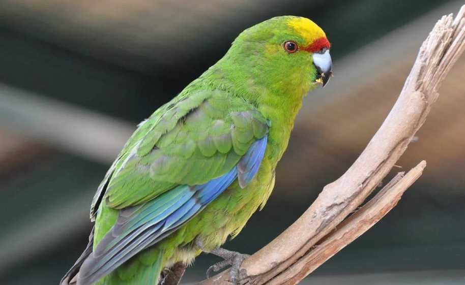 Попугаи какарики – фото, описание, содержание, купить, отзывы