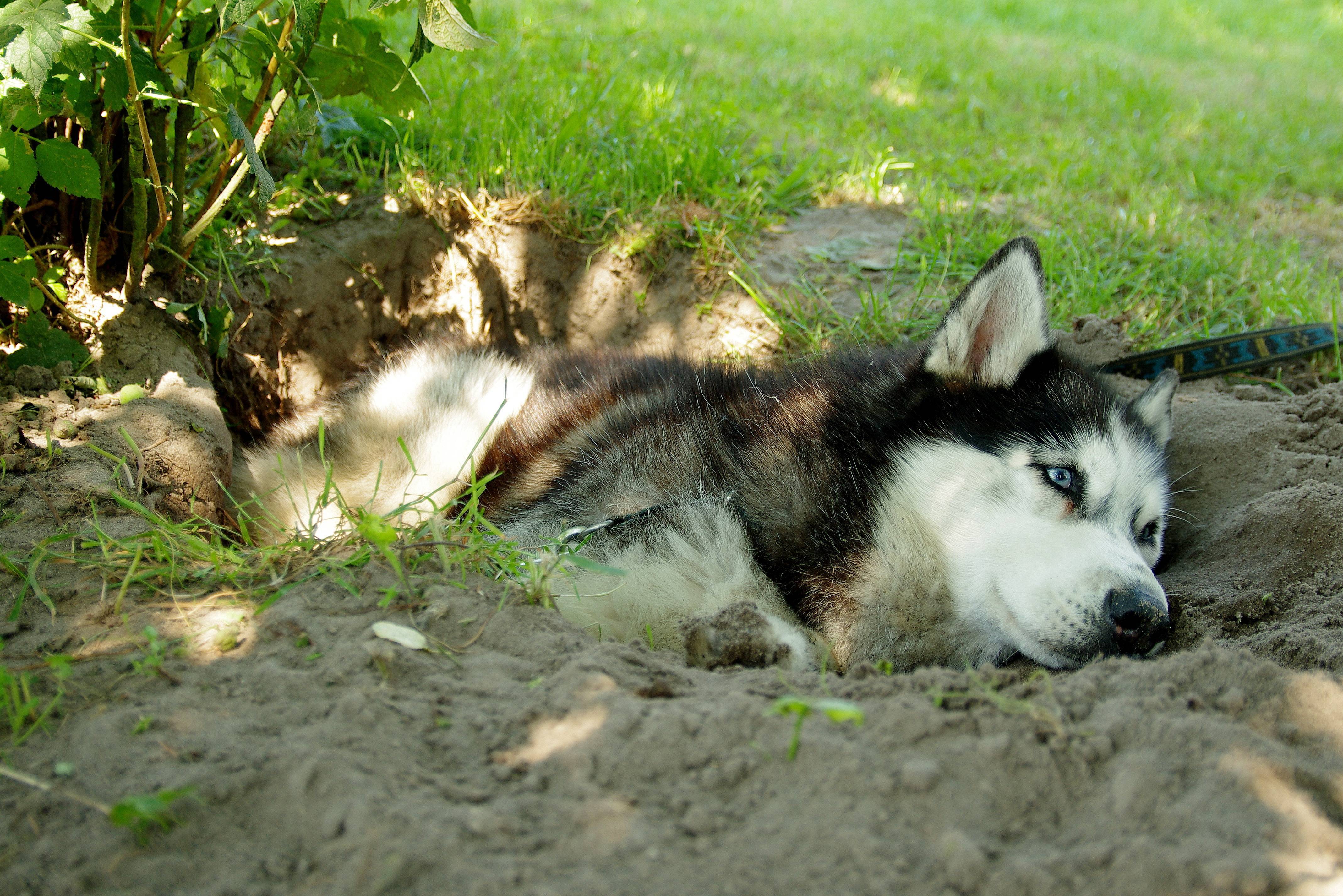 Причины рытья собакой ям во дворе: приметы, как отучить питомца от занятия