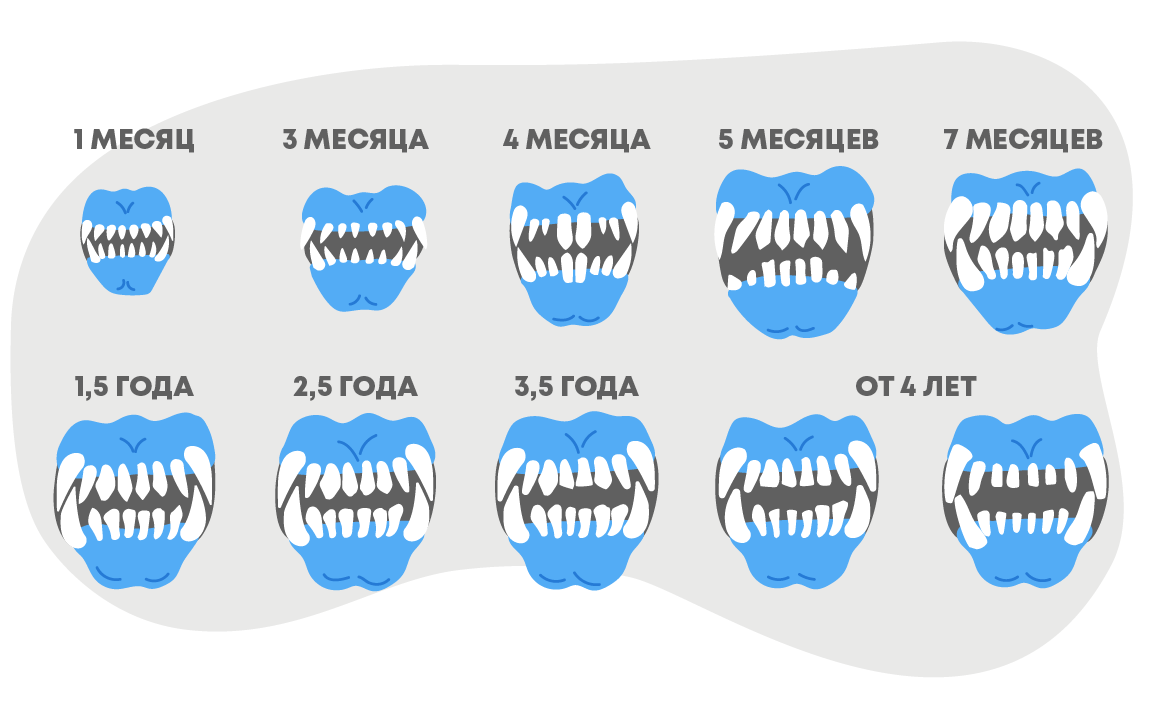 Возраст щенка по зубам в картинках